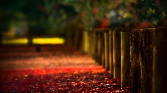 fall, bokeh, path, fence, leaves, depth of field, red, landscape, wood, photography, nature, blurred