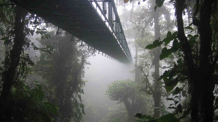 landscape, Costa Rica, forest, trees, bridge, nature, mist