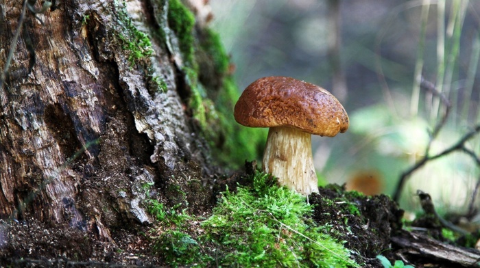 mushroom, depth of field, macro, branch, wood, moss, forest, nature, trees