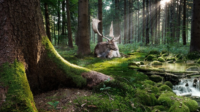 animals, water, sun rays, Adobe Photoshop, forest, stones, deer, trees, stream, nature, moss