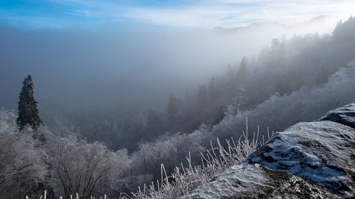 winter, mist, forest, snow, nature, landscape, hill, trees, sunrise, cold
