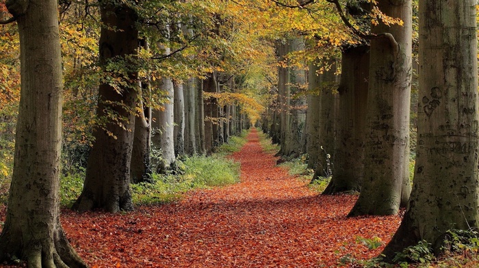 landscape, nature, trees, leaves, path, red, fall