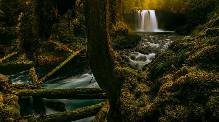 river, ferns, forest, waterfall, nature, Oregon, landscape, trees, sunrise, moss