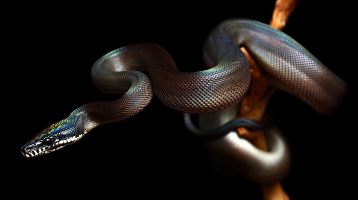 animals, black background, reptile, snake