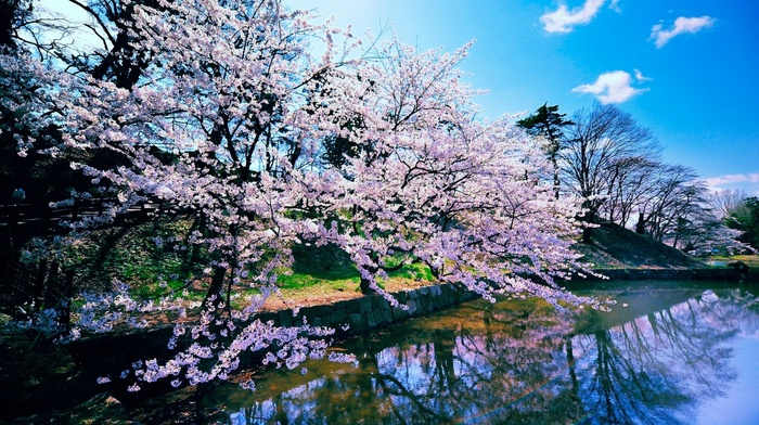 nature, cherry blossom