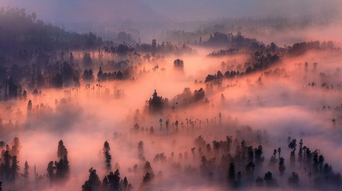 mist, sunrise, mountain, landscape, morning, nature, trees, valley, forest