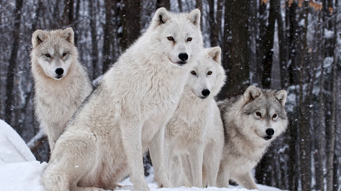 wildlife, animals, wolf, snow