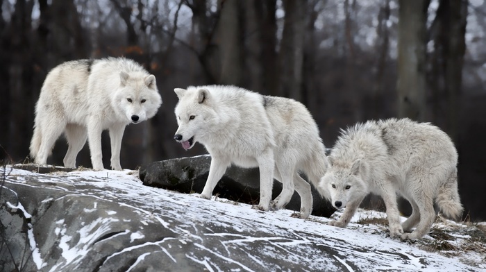 snow, animals, wildlife, wolf