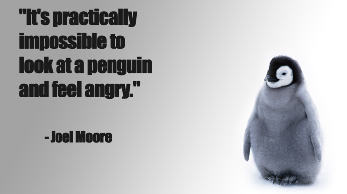 penguins, happy, angry, quote