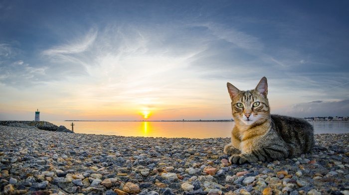 beach, sunset, stones, cat, animals