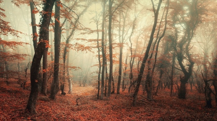 leaves, fall, forest, trees, nature, landscape, morning, mist