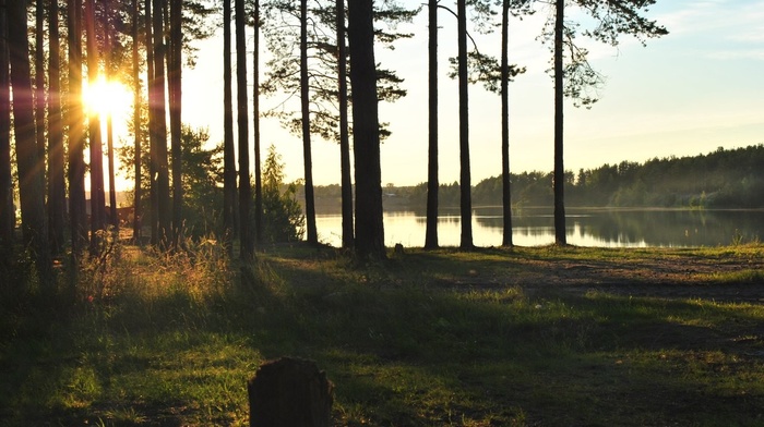 forest