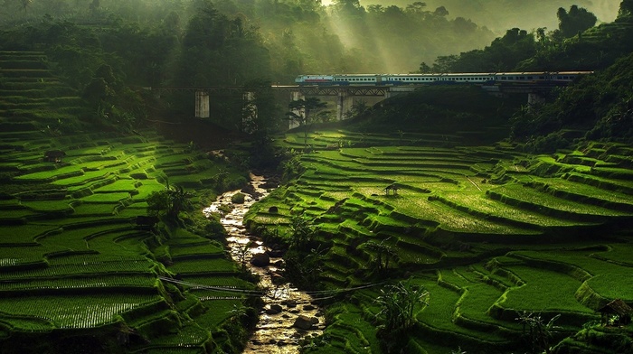 train, bridge, terraces, green, rice paddy, water, trees, sun rays, field, river, landscape, nature, mist