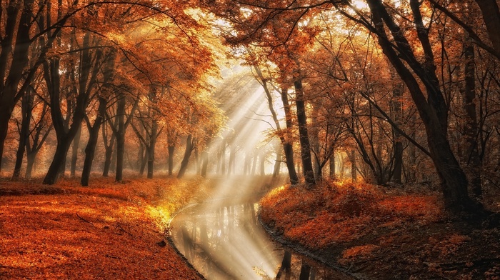 sun rays, mist, park, landscape, trees, fall, canal, leaves, nature, orange