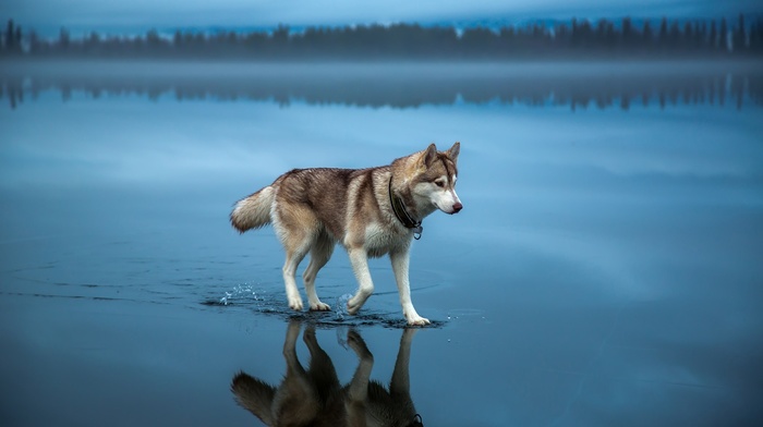 forest, alone, landscape, dog, clouds, reflection, siberian husky, depth of field, blue, trees, water, nature, mist, animals, lake