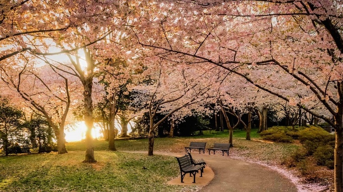 landscape, nature, path, lawns, sunset, bench, pink, park, flowers, trees, cherry blossom