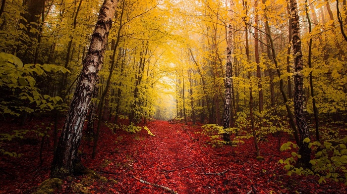 trees, red, leaves, yellow, landscape, mist, nature, fall, path, forest