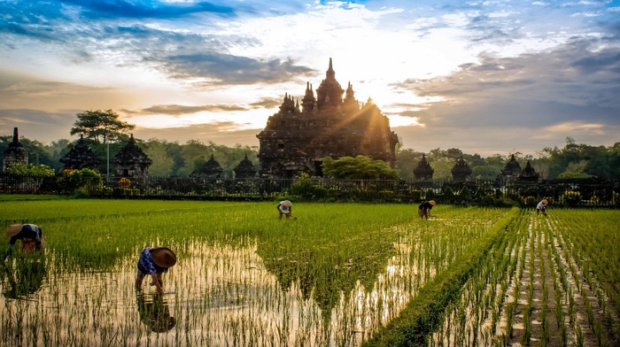 buddhism, trees, rice paddy, landscape, sunrise, temple, nature, clouds, peasants, workers, water, field