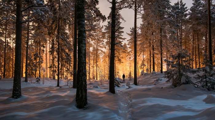 sunrise, sunlight, snow, nature, trees, landscape, cold, forest, winter