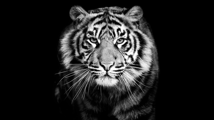 tiger, monochrome, animals