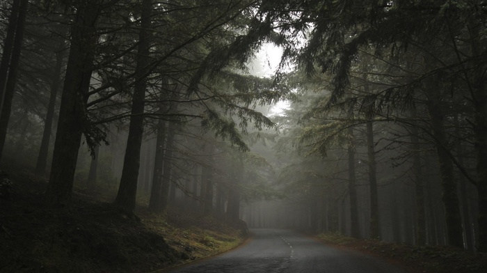 hill, nature, mist, dark, landscape, forest, morning, road, trees