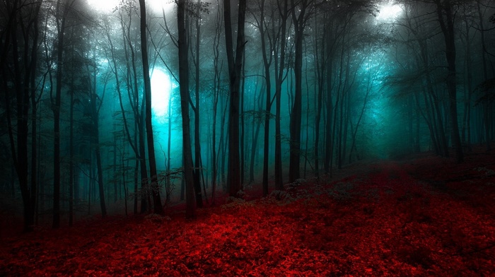 landscape, path, forest, blue, red, nature, trees, mist