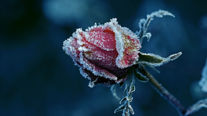 leaves, macro, rose, ice, nature, depth of field, flowers, frost, red flowers, detailed, closeup