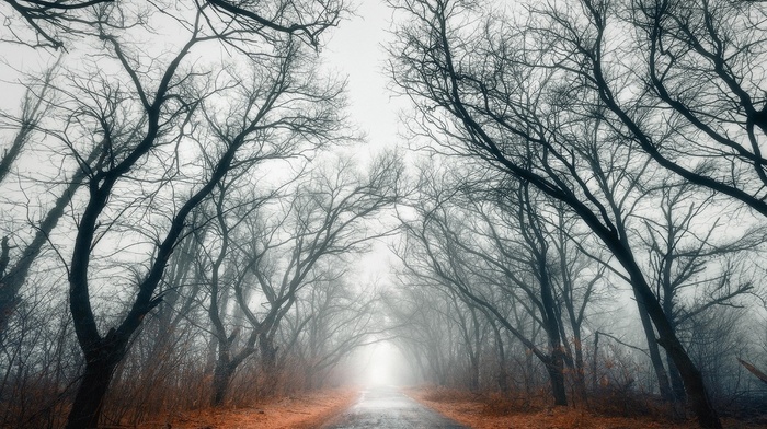 trees, leaves, nature, fall, mist, landscape, road