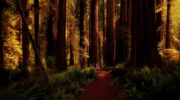 redwood, ferns, trees, forest, path, nature, shadow, landscape, california