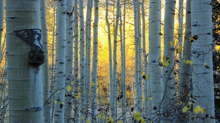 leaves, sunlight, Sun, USA, nature, birch, forest, branch, trees, Colorado