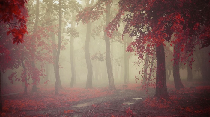 red, path, morning, nature, trees, leaves, rain, landscape, mist, fall