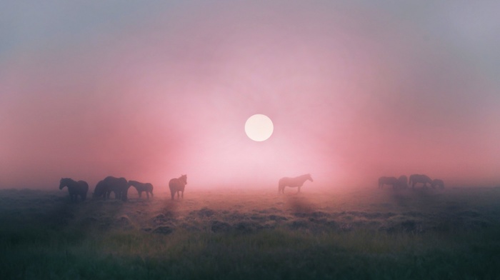 horse, field, sunrise, animals, nature, landscape, mist, grass, calm