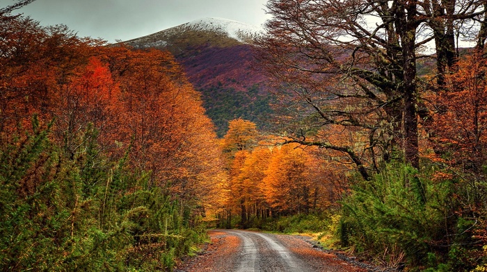 mountain, dirt road, snowy peak, shrubs, fall, landscape, Chile, trees, forest, colorful
