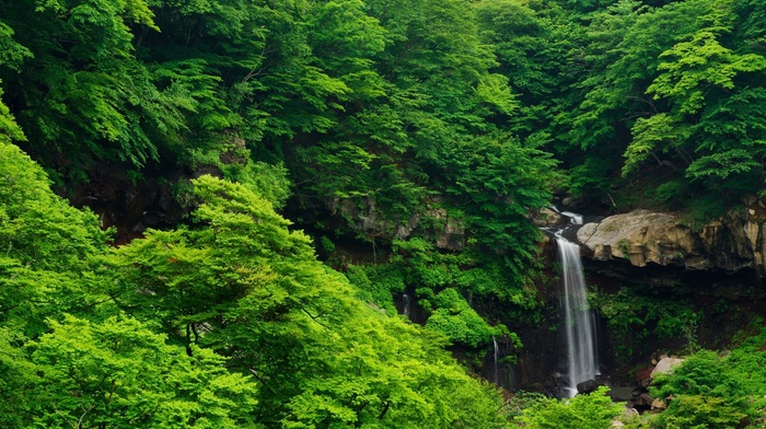 green, waterfall, landscape, trees, forest, nature
