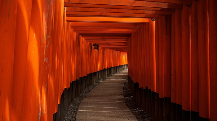 orange fruit, torii, temple, path, Kyoto, Japan, wood