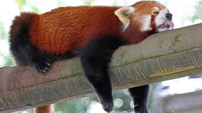 red panda, animals, sloths