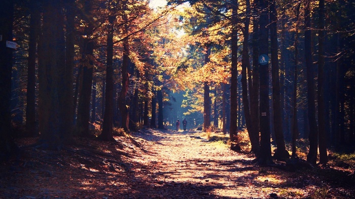 forest