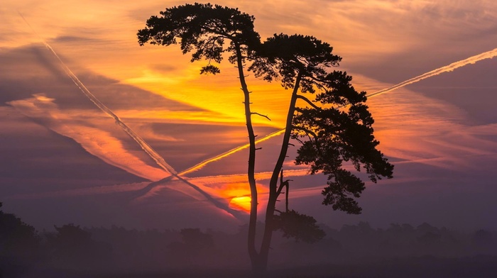 trees, sunset