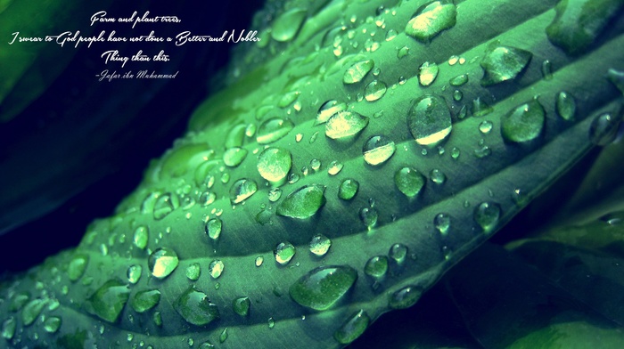 green, depth of field, quote, Islam, leaves, Imam, water drops, Jafar ibn Muhammad