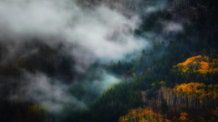 fall, mountain, nature, mist, landscape, trees, forest, morning