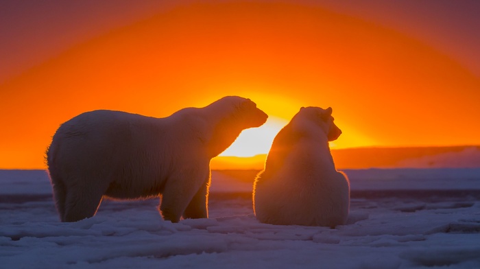 sunset, sunlight, ice, animals, polar bears
