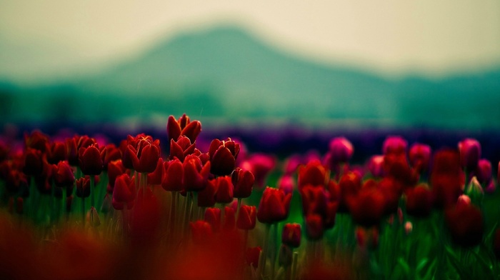 plants, flowers, red flowers, tulips, depth of field