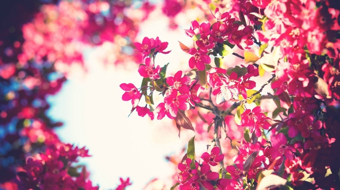 pink flowers, sky, bokeh, trees, flowers, filter