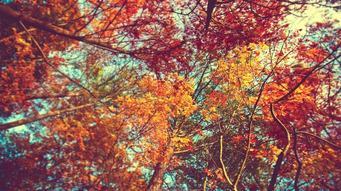 trees, colorful, leaves