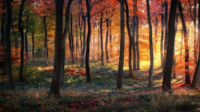 landscape, fall, forest, sun rays, grass, mist, shrubs, trees, nature, sunrise, colorful