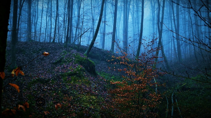 trees, forest, nature