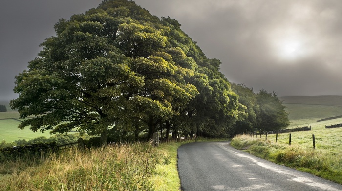 road, landscape, trees