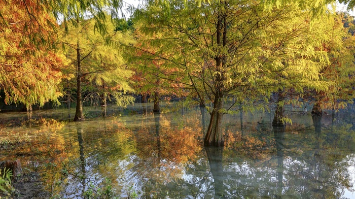 trees, nature, water