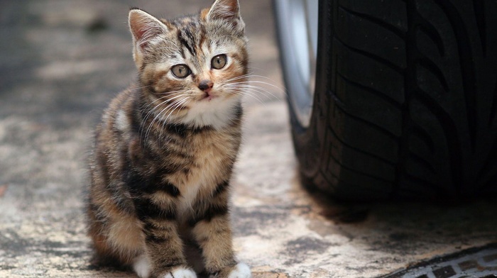 car, animals, tires, cat, kittens