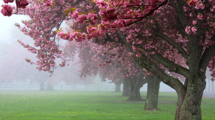 landscape, spring, Blossom, sunrise, green, cherry trees, nature, fence, pink, mist, grass, flowers